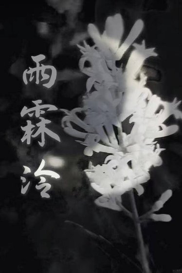 《雨霖泠》
